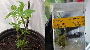 Una planta joven en una maceta con tierra junto a un recipiente transparente de cultivo de laboratorio con brotes y una etiqueta amarilla