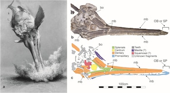 Dibujo en blanco y negro de ictiosaurio emergiendo del agua, un fósil de cráneo de animal marino y un diagrama con partes del cráneo coloreadas y etiquetadas