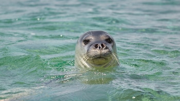 La foca monje del Mediterráneo podría volver a España: Cataluña avanza en un proyecto de reintroducción de esta especie extinta en el país