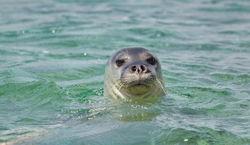 Foca monje del Mediterráneo. (Vasilis drosakis/Wikimedia Commons)