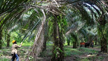 Campesinas colombianas ven en la