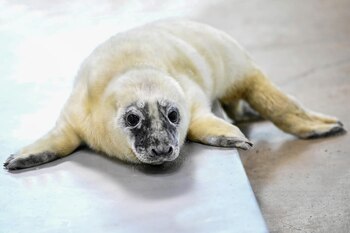 El bebé también es hijo