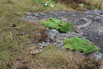 Serpiente con escamas negras, amarillas y blancas sobre rocas, césped y ramas secas