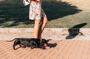 Un perro paseando por la calle.