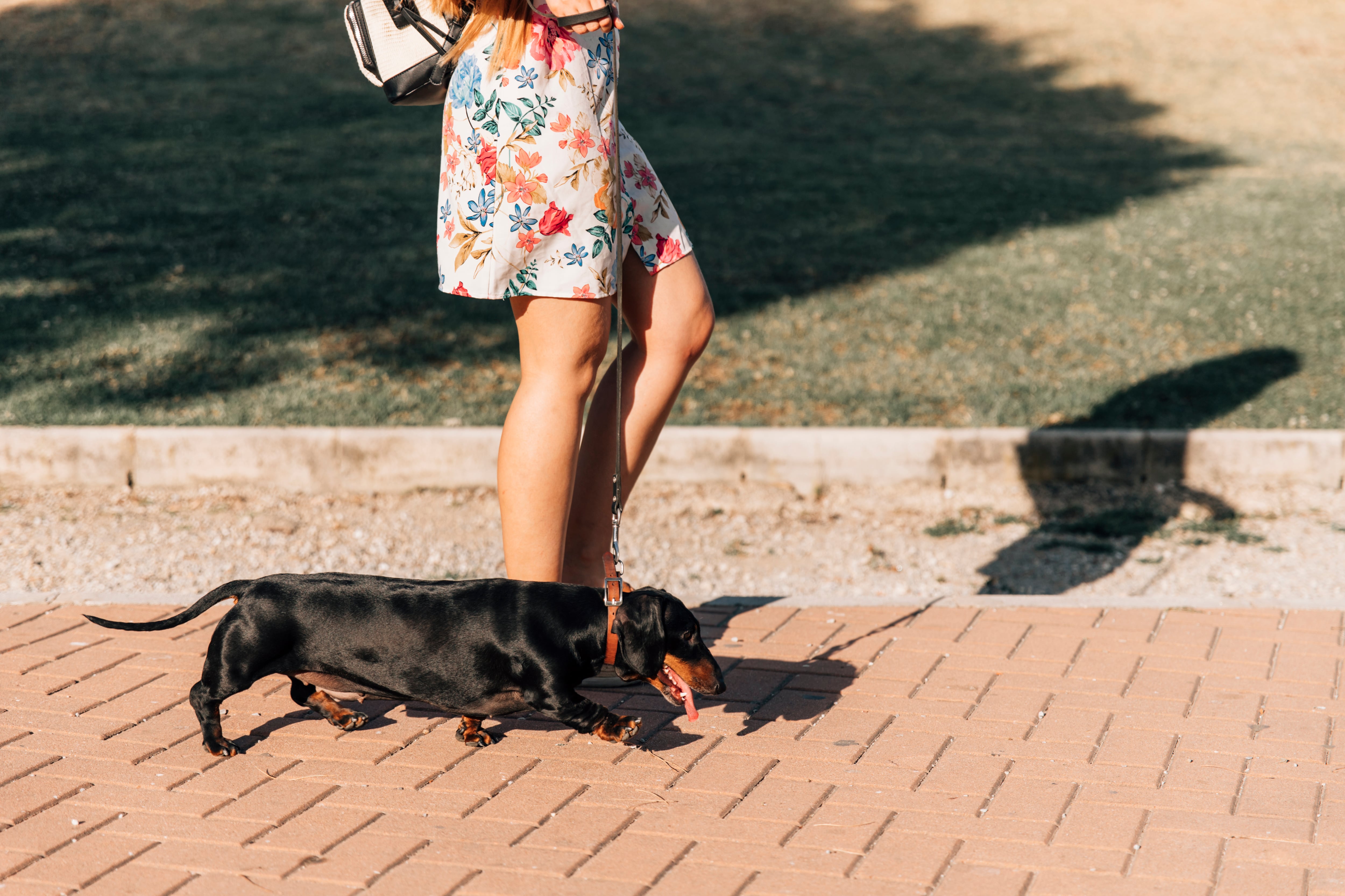 Un perro paseando por la calle. (Magnific)
