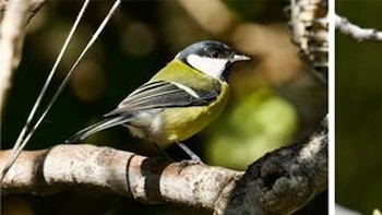 El calentamiento global cambia las interacciones de aves y parásitos, con efectos en poblaciones silvestres, según MNCN