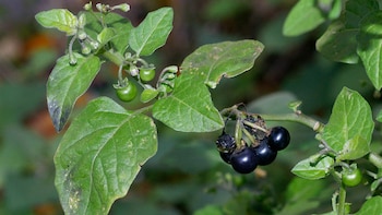 En la medicina tradicional se