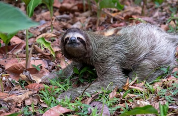Un perezoso de color gris y marrón con una mancha clara en la espalda, arrastrándose por el suelo cubierto de hojas secas y pequeñas plantas verdes