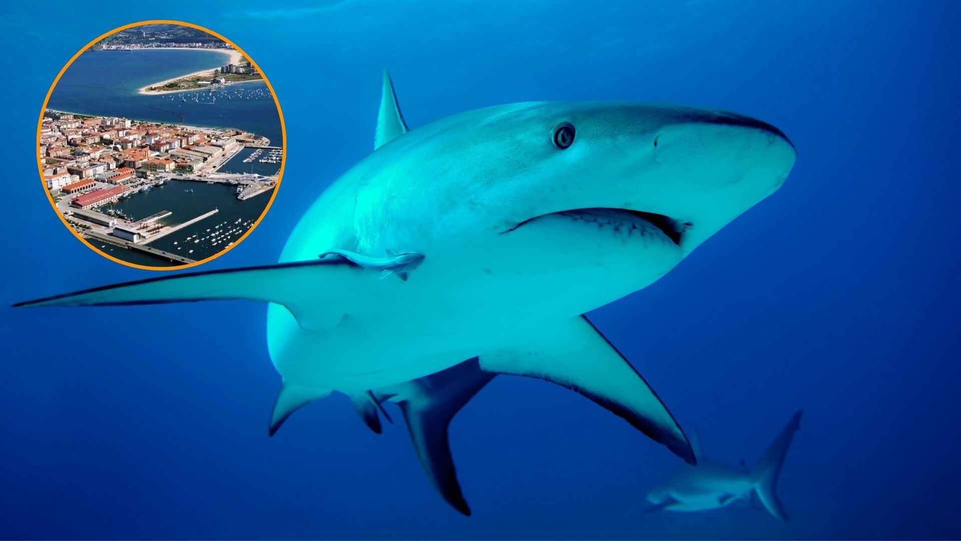 Un tiburón azul llega hasta el embarcadero de Santoña, en Cantabria. (Canva/ Europa Press)