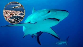 Un tiburón azul llega hasta