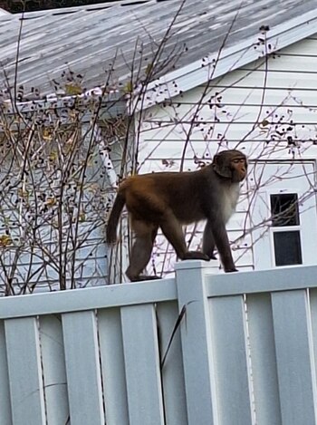 La presencia de monos en