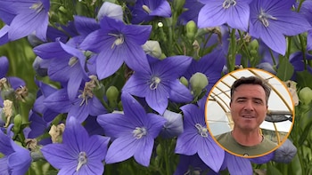Ángel Illescas, floricultor: “Esta planta da pocos problemas de plagas y enfermedades, tolera perfectamente las olas de calor y está florecida todo el verano y otoño”