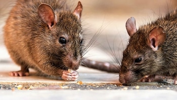 Alerta por leptospirosis en Córdoba: falleció un trabajador de 39 años y refuerzan las medidas sanitarias