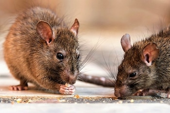 La enfermedad se transmite por contacto con la orina de roedores y otros animales