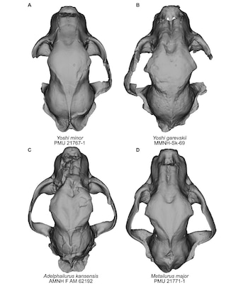 La extinción de los grandes herbívoros dejó a los dientes de sable sin presas adaptables (Universidad de California - Berkeley)