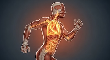 Pintura digital de un corredor en perfil con musculatura visible y órganos internos como corazón, pulmones e intestinos, iluminados con un brillo dorado.