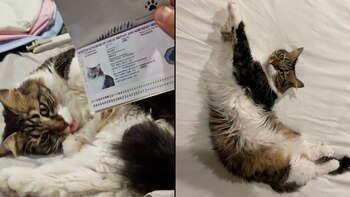 La felina ahora goza de