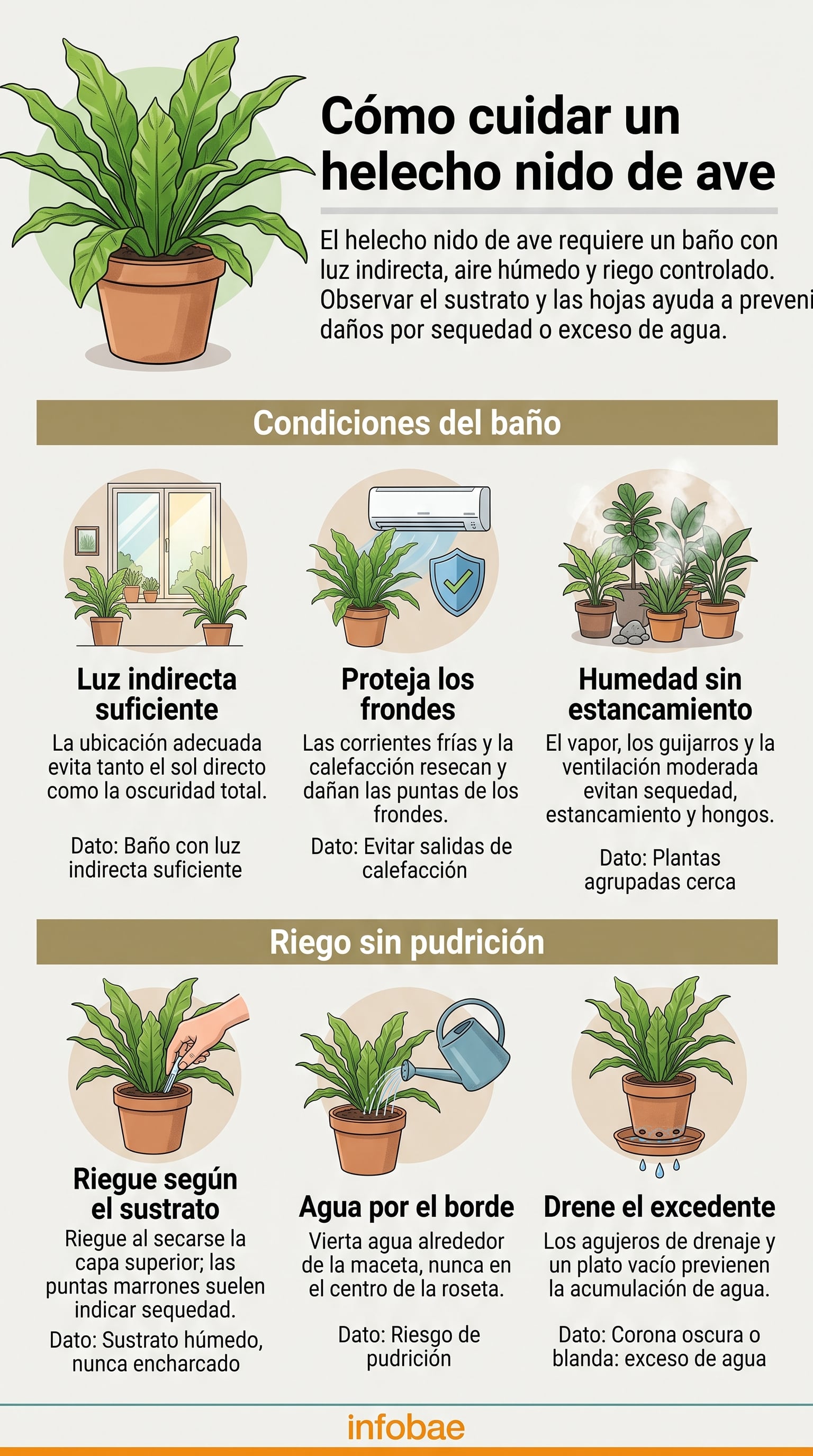 Guía sobre las condiciones de luz y riego para cuidar un helecho nido de ave. (Imagen Ilustrativa Infobae)
