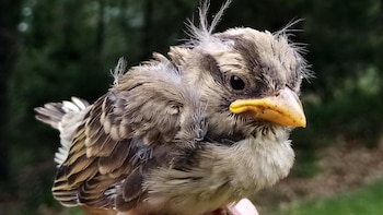 El abandono paternal de crías