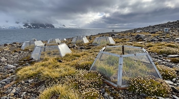 Cámaras hexagonales traslúcidas de estructura metálica sobre terreno rocoso con vegetación baja junto al mar y montañas nevadas.