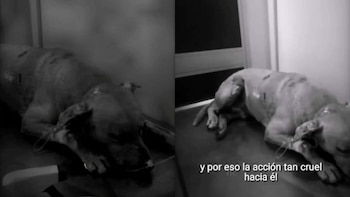 Murió Fénix, el perrito que fue quemado vivo: tenía heridas en el 80% del cuerpo