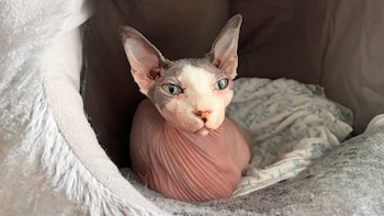 Chicken fue rescatado de una