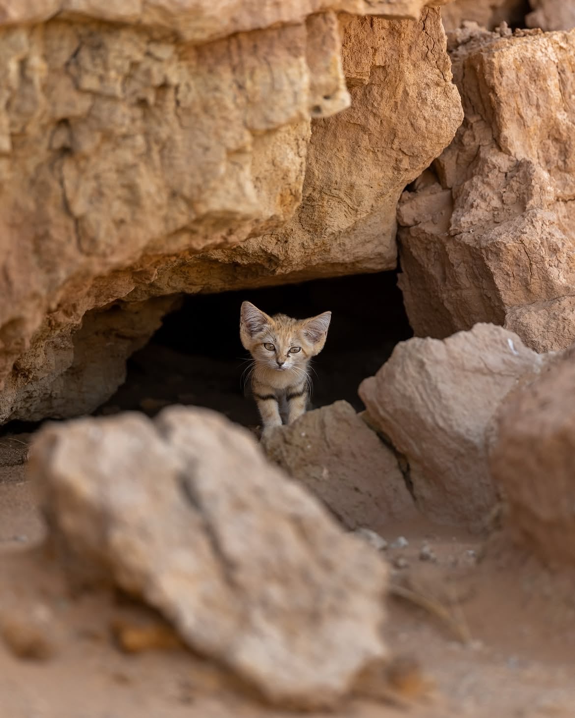 Una cría de gato de las arenas permaneció sola cerca de una guarida en una zona remota del desierto de Marruecos (@remivcr)