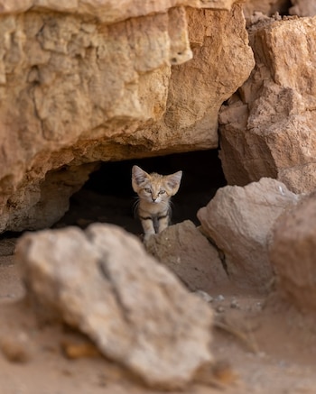 Una cría de gato de las arenas permaneció sola cerca de una guarida en una zona remota del desierto de Marruecos (@remivcr)