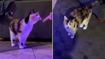 La rutina del gato incluye