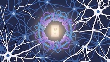 El MIT identificó cómo un complejo de proteínas decide el tipo de neurona que se forma en el sistema nervioso
