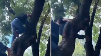 Joven se cae de un árbol durante el Show Run de Checo Pérez en Reforma: así fue el momento viral
