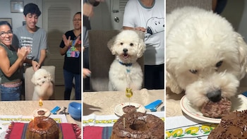 Perrito celebra su cumpleaños con pastel propio y mueve sus patitas de felicidad: video conquista las redes por su ternura