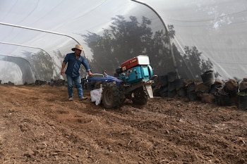 Los productores en municipios bajo alerta roja también podrán recibir apoyo si cuentan con riego, pozos o sistemas de cosecha de agua.