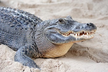 Un aligator americano sobre la arena con la boca entreabierta y los dientes expuestos