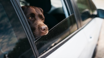 La Ley de Bienestar Animal es clara: no puedes dejar a tu perro dentro del coche, excepto en esta circunstancias