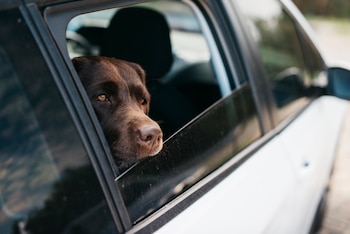 Un perro mirando por la ventana del coche