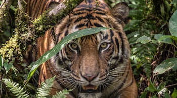 Primer plano de la cabeza de un tigre con rayas anaranjadas y negras, ojos amarillos, boca abierta mostrando dientes, oculto entre hojas verdes y ramas con musgo.