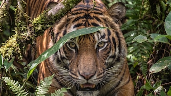 El secreto cromático del tigre: por qué, pese a ser reconocible por los humanos, su camuflaje es ideal en la selva