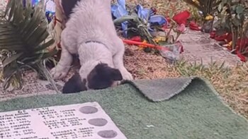 Al reconocer y atender sus