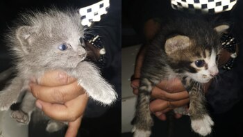 Una vecina escuchó los maullidos