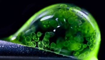 Esferas verdes de algas Volvox