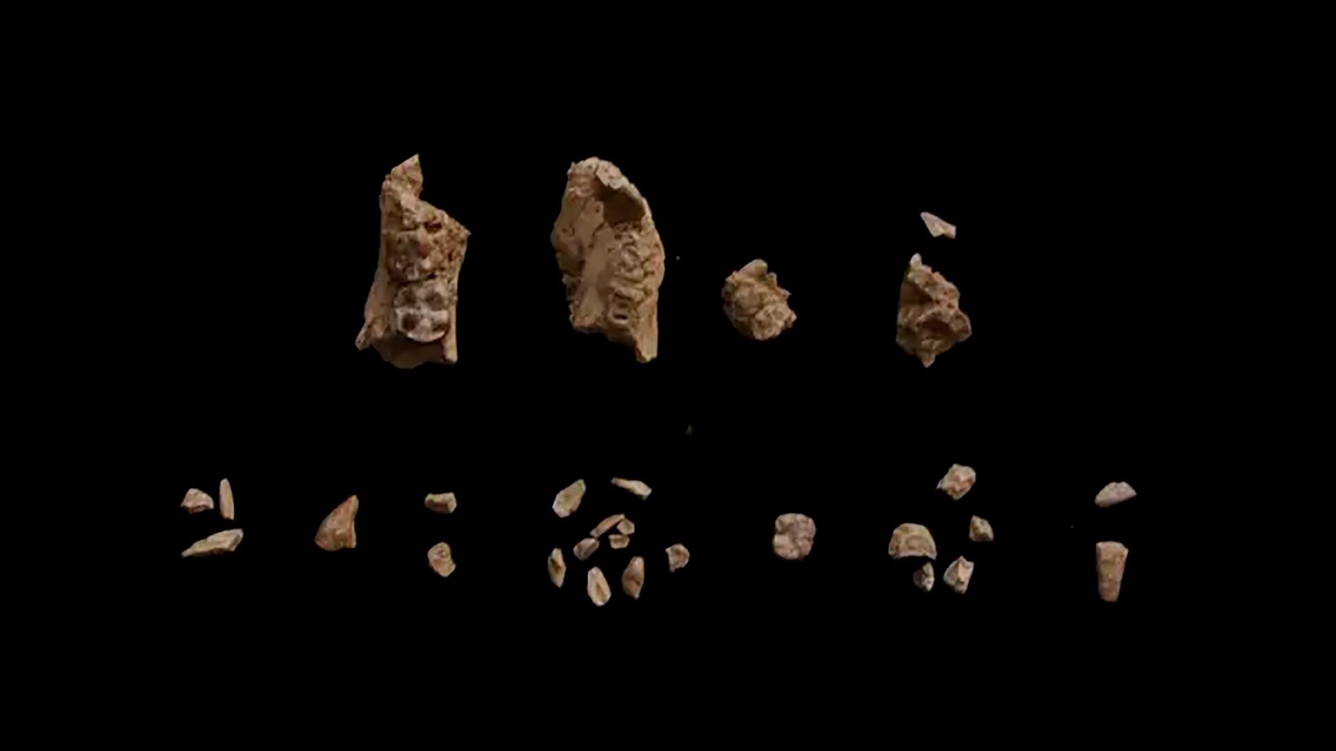 El descubrimiento plantea que la evolución de la marcha erguida fue más diversa y compleja de lo que se creía (foto: Universidad Estatal de Arizona)