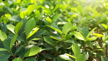 Cuál es la bebida tradicional