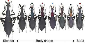 Ocho ilustraciones de escarabajos Carabus blaptoides negros y oscuros. Una flecha con texto "Slender" y "Stout" indica la variación en la forma de su cuerpo