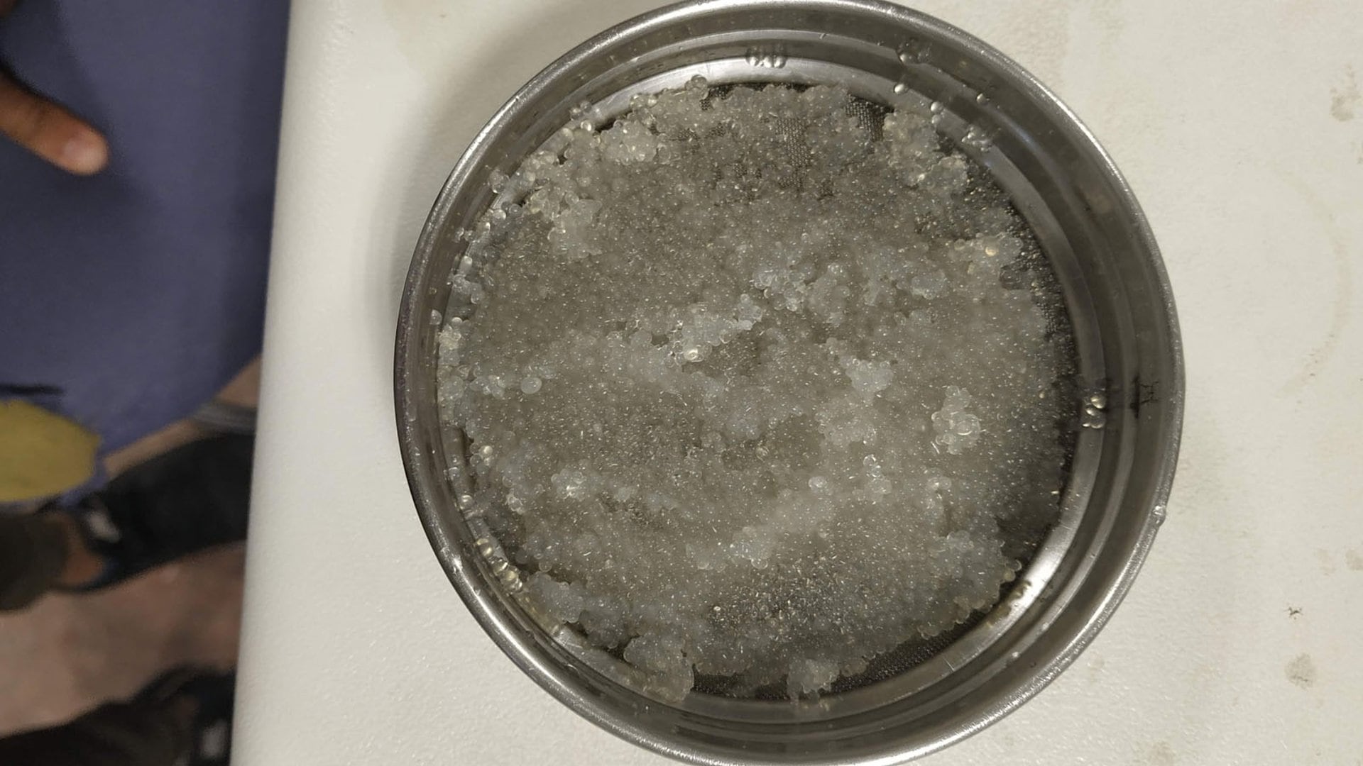 Descubren cómo aprovechar descartes pesqueros para crear microcápsulas enzimáticas con múltiples usos