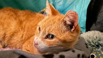 Dreidel permaneció inmóvil durante una