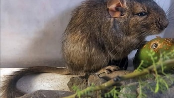 Un roedor desconocido para la ciencia fue descubierto en Córdoba y redefine la biodiversidad argentina
