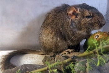 Un roedor desconocido para la ciencia fue descubierto en Córdoba y redefine la biodiversidad argentina - Image 3