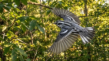 Ave reinita trepadora de plumaje blanco y negro volando con las alas extendidas contra un fondo de hojas verdes y árboles iluminados por el sol.