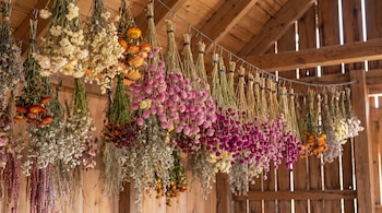 Varios manojos de flores de colores variados cuelgan boca abajo suspendidos de un alambre en el interior de un granero de madera.
